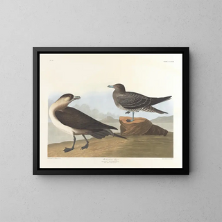 John James Audubon - Richardsons jager.webp
