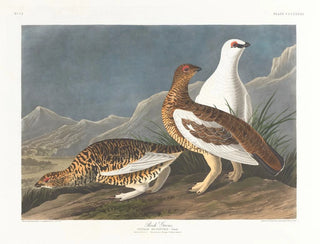 John James Audubon - Rock grous.webp