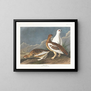 John James Audubon - Rock grous.webp