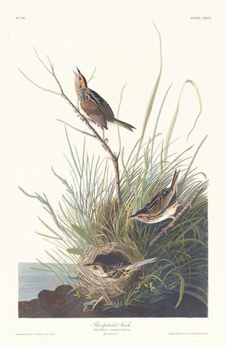 John James Audubon - Sharptailed finch.webp