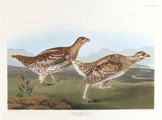 John James Audubon - Sharptailed grous.webp