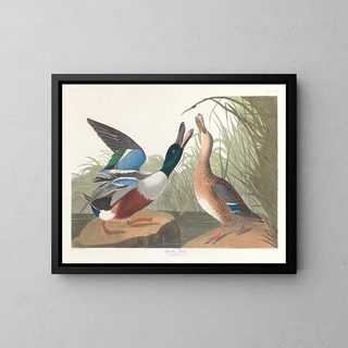 John James Audubon - Shoveller duck.webp
