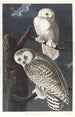 Harfang des neiges - John James Audubon — vista dell’opera