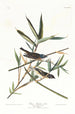 Moucherolle solitaire ou viréo - John James Audubon — Ansicht des Kunstwerks