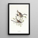 Bruant chanteur - John James Audubon — quadro incorniciato alla parete