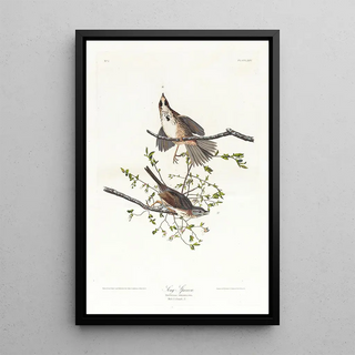 John James Audubon - Song sparrow.webp