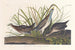 Râle de Virginie - John James Audubon — Ansicht des Kunstwerks