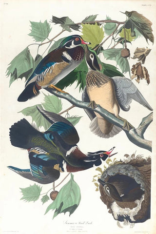 John James Audubon - Summer or wood duck.webp
