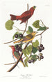 Tangara d'estate - John James Audubon — vista dell’opera