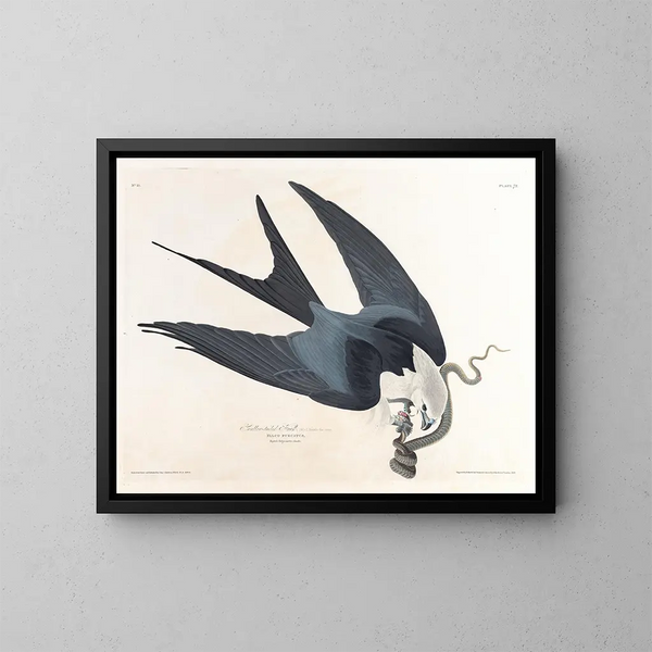 Faucon à queue fourchue - John James Audubon — gerahmtes Bild an der Wand
