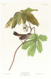 Bruant des marais - John James Audubon — Ansicht des Kunstwerks