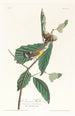 Paruline de Swainson - John James Audubon — Ansicht des Kunstwerks