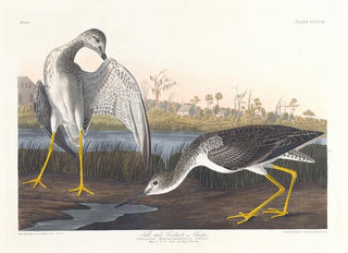 John James Audubon - Telltale godwit or snipe.webp