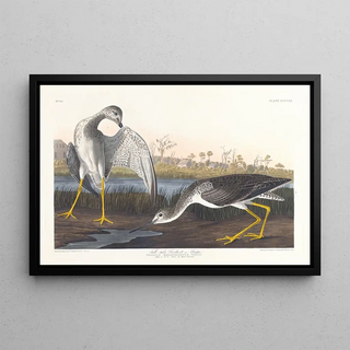 John James Audubon - Telltale godwit or snipe.webp