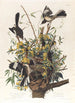 Le moqueur - John James Audubon — vista dell’opera