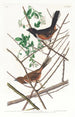 Bruant à gorge rousse - John James Audubon — Ansicht des Kunstwerks