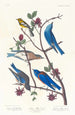 Paruline di Townsend, Merlebleu arctico, Merlebleu di Ovest - John James Audubon — vista dell’opera