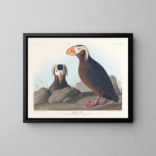 John James Audubon - Tufted auk.webp