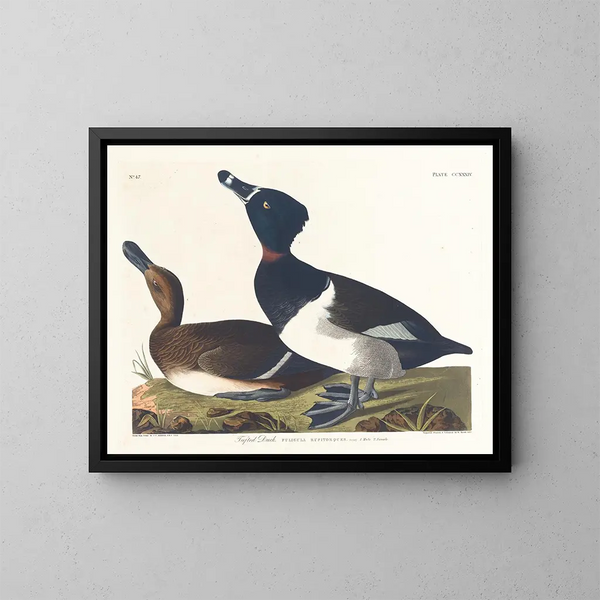 Fuligule milouin - John James Audubon — gerahmtes Bild an der Wand