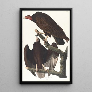 John James Audubon - Turkey buzzard.webp