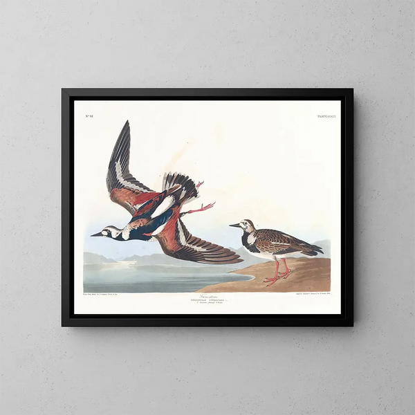 Bécasseau à collier - John James Audubon — gerahmtes Bild an der Wand