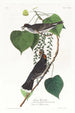 Moucherolle tyran - John James Audubon — Ansicht des Kunstwerks