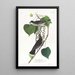 Moucherolle tyran - John James Audubon — gerahmtes Bild an der Wand