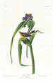 Paruline di Vigors - John James Audubon — vista dell’opera