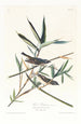 Viréo solitaire - John James Audubon — Ansicht des Kunstwerks