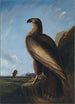 Aigle de mer de Washington - John James Audubon — Ansicht des Kunstwerks