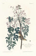 Moucherolle à yeux blancs - John James Audubon — Ansicht des Kunstwerks