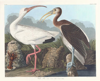 John James Audubon - White ibis.webp