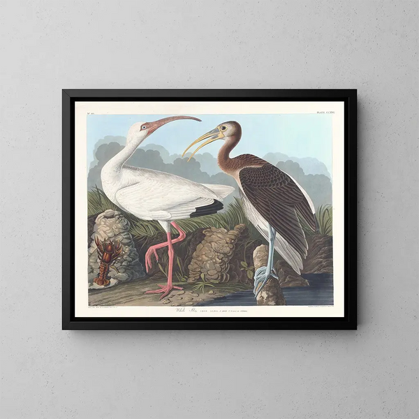 Ibis blanc - John James Audubon — gerahmtes Bild an der Wand