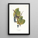 Bruant à couronne blanche - John James Audubon — gerahmtes Bild an der Wand