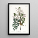 Moucherolle ou viréo à yeux blancs - John James Audubon — gerahmtes Bild an der Wand