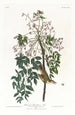 Moucherolle ou viréo à yeux blancs - John James Audubon — Ansicht des Kunstwerks