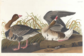 John James Audubon - Whitefronted goose.webp