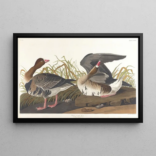 John James Audubon - Whitefronted goose.webp