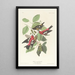 Bec-croisé bifascié - John James Audubon — quadro incorniciato alla parete