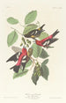 Bec-croisé bifascié - John James Audubon — vista dell’opera