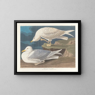 John James Audubon - Whitewinged silvery gull.webp