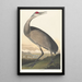 Grue blanche - John James Audubon — quadro incorniciato alla parete