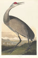 Grue blanche - John James Audubon — vista dell’opera