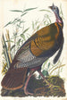 Dindon sauvage - John James Audubon — Ansicht des Kunstwerks
