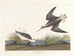 Phalarope di Wilson - John James Audubon — vista dell’opera