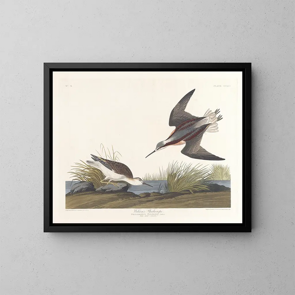 Phalarope de Wilson - John James Audubon — gerahmtes Bild an der Wand