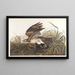 Faucon d'hiver - John James Audubon — gerahmtes Bild an der Wand