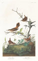 Troglodyte d'hiver - John James Audubon — Ansicht des Kunstwerks
