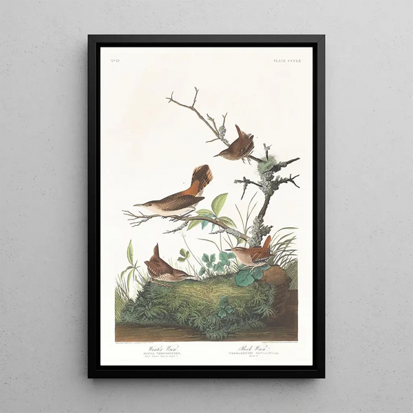 John James Audubon - Winter wren.webp