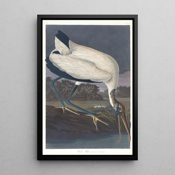 John James Audubon - Wood ibis.webp